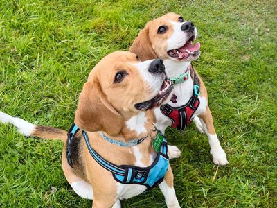 Freya, a 1 year old female Beagle available for adoption from Dogs Trust in West Yorkshire