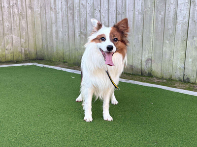 Haribo, a 6 years old male Border Collie X available for adoption from Dogs Trust in Leicestershire