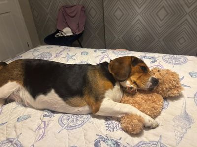 Daisy, a 1 year old female Beagle X available for adoption from Dogs Trust in Warwickshire
