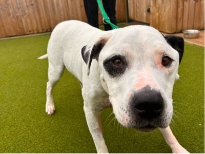 Reggie, a 8 years old male Staffordshire Bull Terrier available for adoption from Dogs Trust in Wiltshire