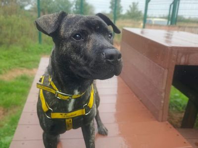Teddy, a 1 year old male Staffordshire Bull Terrier available for adoption from Dogs Trust in Shropshire