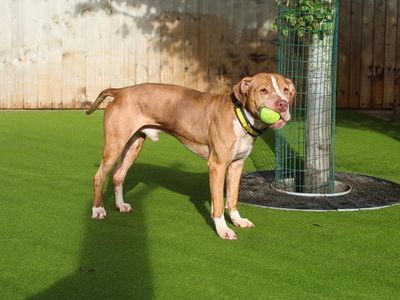 Chicken Nugget, a 5 years old male Staffordshire Bull Terrier X available for adoption from Dogs Trust in Greater Manchester