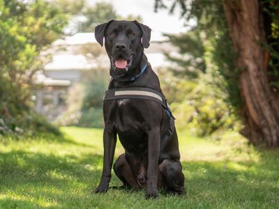 Dylan, a 1 year old male Labrador X available for adoption from Dogs Trust in Warwickshire