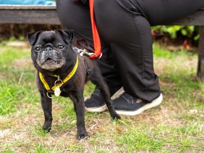 Dolly, a 11 years old female Pug available for adoption from Dogs Trust in Berkshire