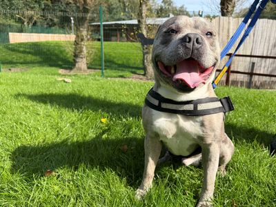 Teddy, a 4 years old male Pocket Bully available for adoption from Dogs Trust in Merseyside