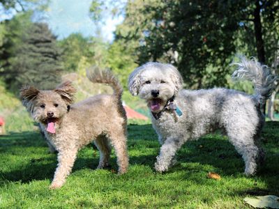 Buddy, a 7 years old male Poodle X available for adoption from Dogs Trust in Merseyside