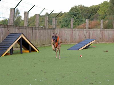 Stretch, a 2 years old male Lurcher available for adoption from Dogs Trust in Scotland