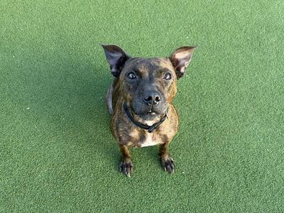 Pippa, a 8 years old female Staffordshire Bull Terrier X available for adoption from Dogs Trust in Wales