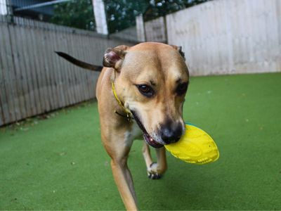 Buddy, a 3 years old male Lurcher X available for adoption from Dogs Trust in Greater Manchester