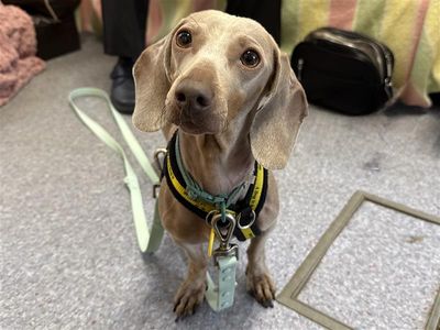 Pixie, a 4 years old female Dachshund available for adoption from Dogs Trust in Wales