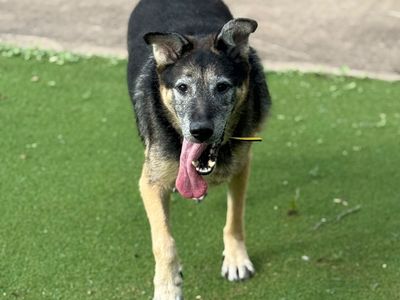 Marshall, a 8 years old male German Shepherd X available for adoption from Dogs Trust in Shropshire