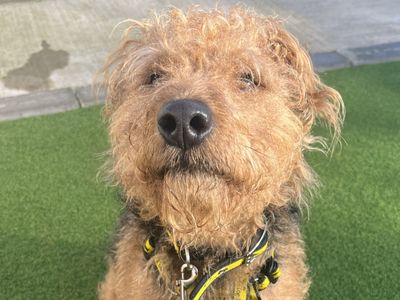Smudge, a 2 years old male Lakeland Terrier X Jack Russell Terrier available for adoption from Dogs Trust in Northern Ireland