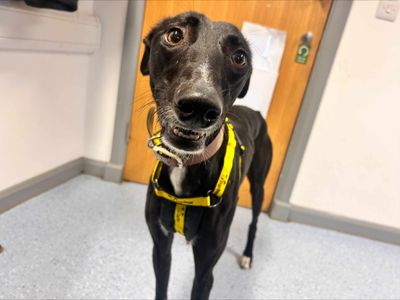 Robbie, a 2 years old male Lurcher available for adoption from Dogs Trust in Leicestershire