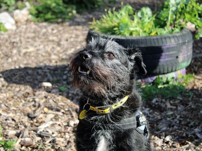 Arnie, a 10 years old male Patterdale Terrier available for adoption from Dogs Trust in Merseyside