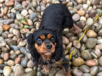 Tracey & Dawn, a 4 years old female Cavalier King Charles Spaniel available for adoption from Dogs Trust in Wales