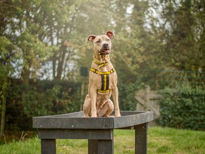 Fudge, a 3 years old female Cane Corso available for adoption from Dogs Trust in Warwickshire