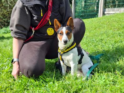 Milo, a 1 year old male Jack Russell Terrier available for adoption from Dogs Trust in Devon