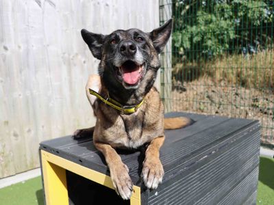 Maggie, a 9 years old female Belgian Shepherd available for adoption from Dogs Trust in County Durham