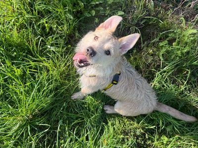 Sandy, a 5 years old female Jack Russell Terrier X available for adoption from Dogs Trust in Shropshire