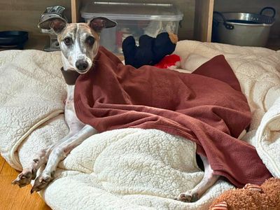 Percy, a 5 years old male Whippet available for adoption from Dogs Trust in Wiltshire