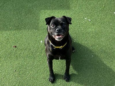 Olive, a 8 years old female Pug X Jack Russell Terrier available for adoption from Dogs Trust in Wales