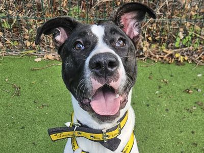 Mango, a 7 years old male Lurcher X available for adoption from Dogs Trust in Shropshire
