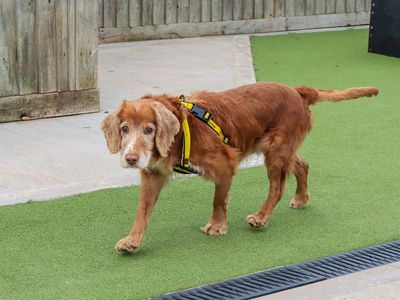 Albert, a 10 years old male Cocker Spaniel available for adoption from Dogs Trust in West Midlands