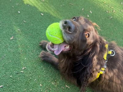 Belle, a 4 years old female English Springer Spaniel available for adoption from Dogs Trust in Shropshire