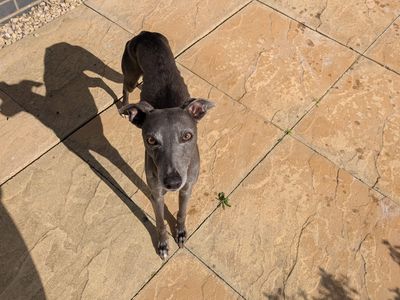Steve, a 5 years old male Whippet available for adoption from Dogs Trust in Wales