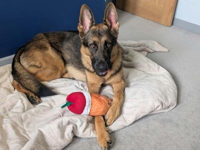 Zak, a 7 years old male German Shepherd available for adoption from Dogs Trust in Wiltshire