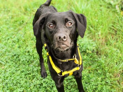 Leona, a 1 year old female Labrador X available for adoption from Dogs Trust in West Sussex
