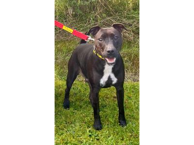 Rolo, a 5 years old male Patterdale Terrier available for adoption from Dogs Trust in Cumbria