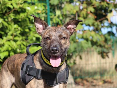 Elle, a 5 years old female Lurcher available for adoption from Dogs Trust in County Durham