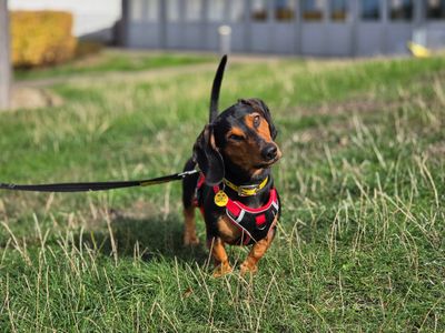 Reggie, a 1 year old male Dachshund available for adoption from Dogs Trust in West Midlands