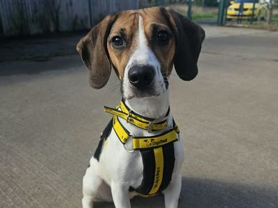 Clementine, a 5 years old female Beagle available for adoption from Dogs Trust in Shropshire