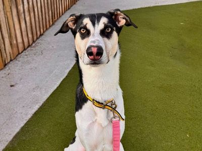 Sonic, a 4 years old male German Shepherd X available for adoption from Dogs Trust in Greater Manchester