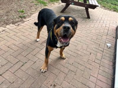 Bertie, a 2 years old male Rottweiler X available for adoption from Dogs Trust in Leicestershire