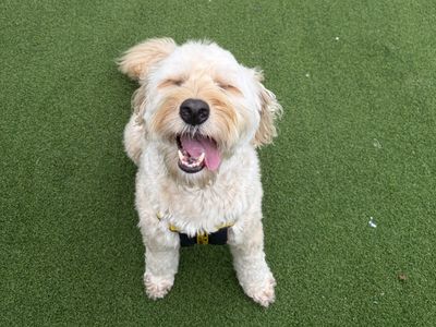 Fionn, a 5 years old male Cockapoo available for adoption from Dogs Trust in Northern Ireland