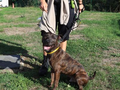 Julius, a 7 years old male Staffordshire Bull Terrier available for adoption from Dogs Trust in West Midlands
