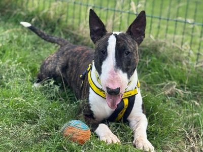 Odo, a 1 year old male Bull Terrier available for adoption from Dogs Trust in Kent