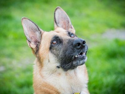 Dodger, a 2 years old male German Shepherd available for adoption from Dogs Trust in Cumbria
