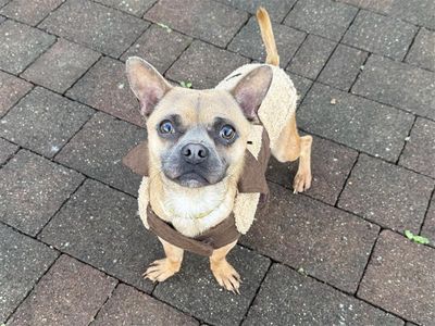 Hagrid, a 1 year old male Chihuahua X French Bulldog available for adoption from Dogs Trust in Wales