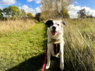 Ghost, a 2 years old male Bulldog X available for adoption from Dogs Trust in Berkshire