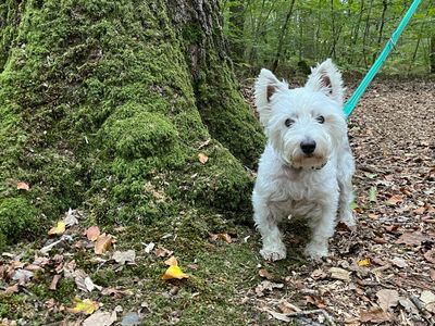 Lola, a 2 years old female West Highland White Terrier available for adoption from Dogs Trust in Kent