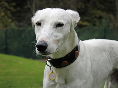 Ben, a 7 years old male Lurcher available for adoption from Dogs Trust in Merseyside