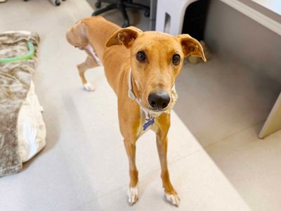 Cinnamon, a 2 years old male Lurcher available for adoption from Dogs Trust in West Yorkshire