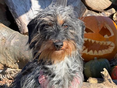 Elsie, a 1 year old female Dachshund available for adoption from Dogs Trust in Merseyside