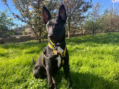 Luke, a 1 year old male Border Collie X available for adoption from Dogs Trust in Wales