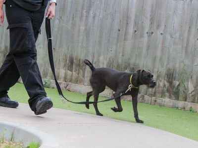Dottie, a 3 years old female Patterdale Terrier available for adoption from Dogs Trust in West Midlands