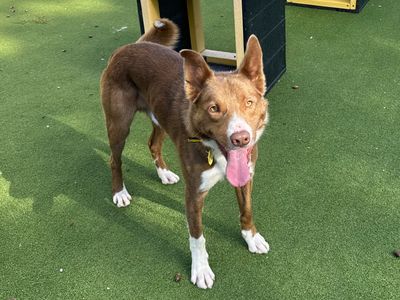 Boss, a 2 years old male Border Collie available for adoption from Dogs Trust in Kent